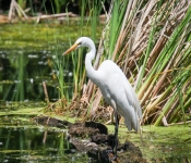 2016 06 11 WildLife MPLS 040